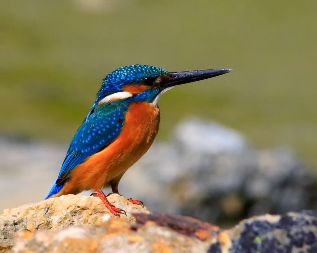 L'oiseau Vintsy