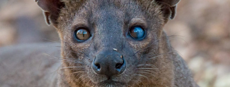 10 animaux étonnants trouvés uniquement à Madagascar