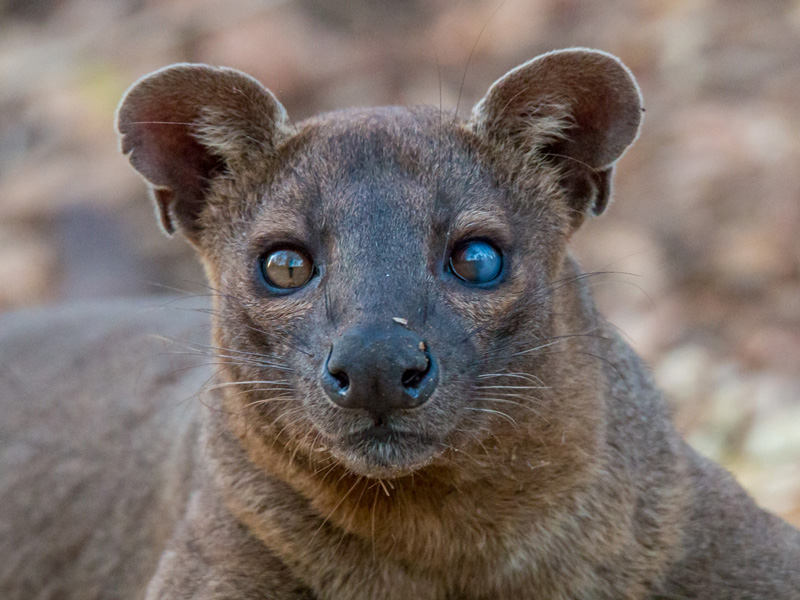 Fossa de Madagascar