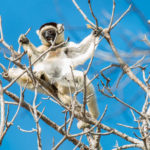 Sifaka de Madagascar dans la nature