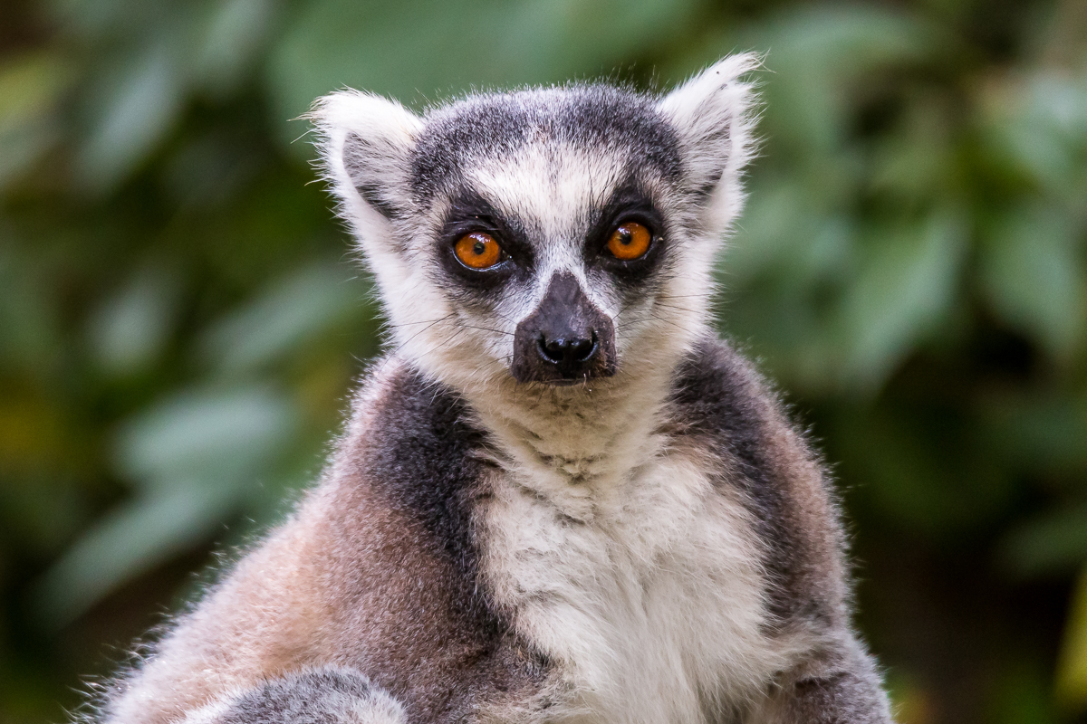 Lémurien de Madagascar