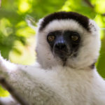 Lémurien Sifaka