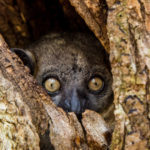 lémurien de Madagascar dans son hâbitat