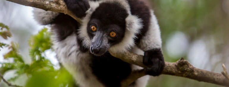 Voyage à Madagascar: un safari photo spécial lémurien