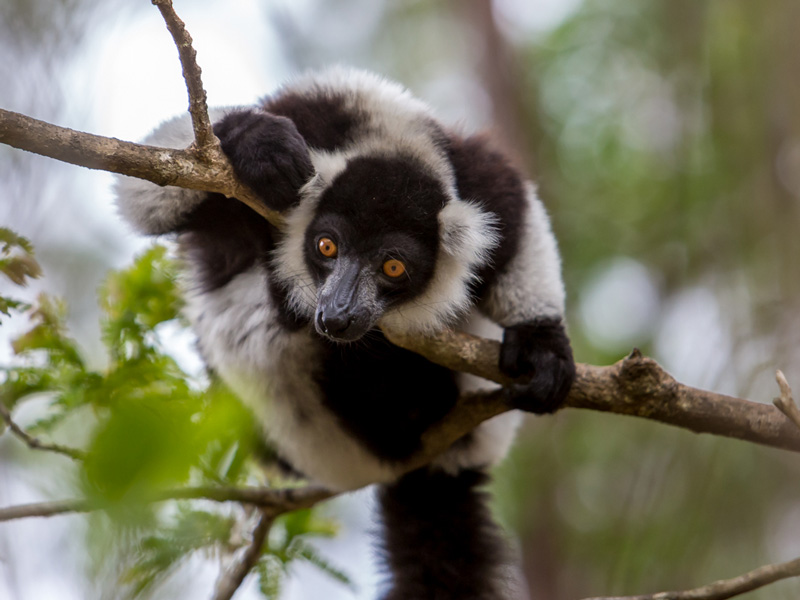 Lémurien de Madagascar