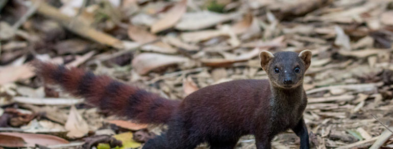 Voyage photo et safari animalier à Madagascar, une nouvelle piste à explorer