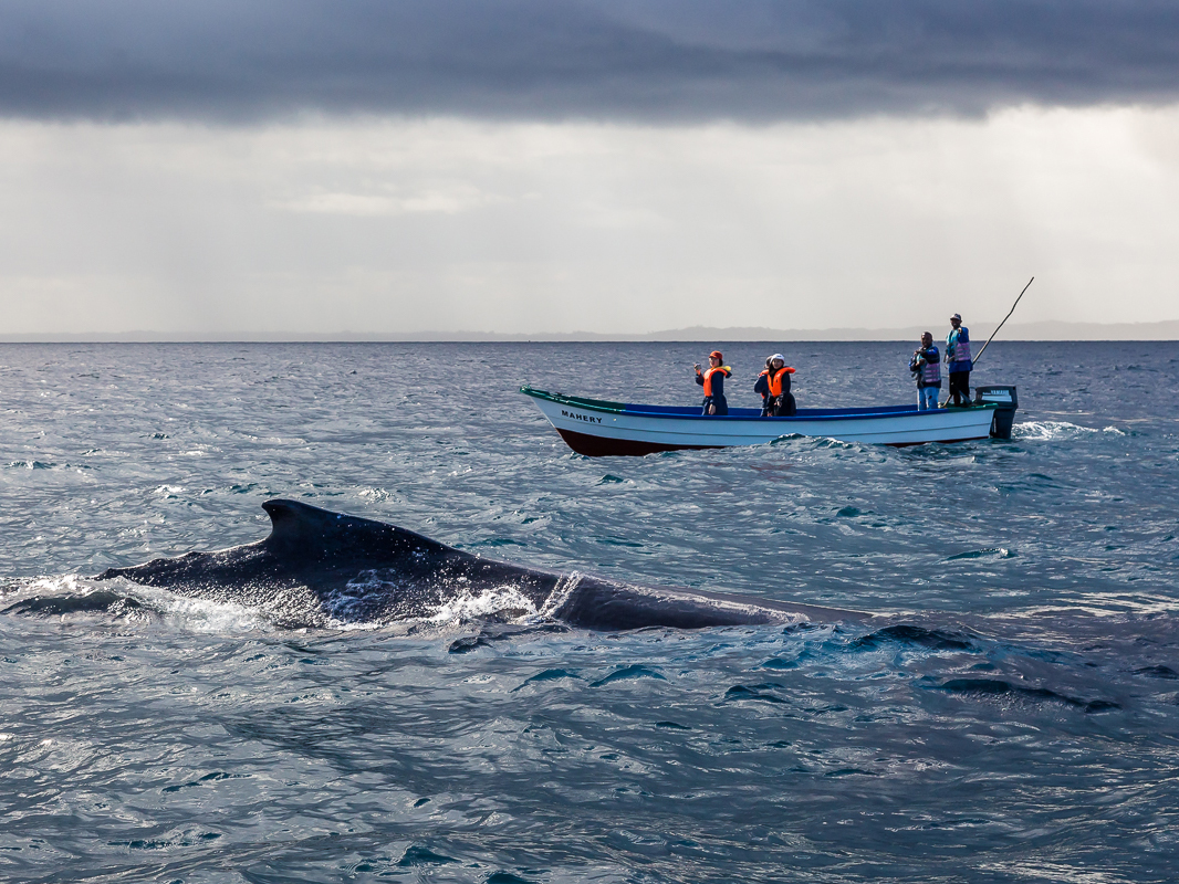 safari photo baleine