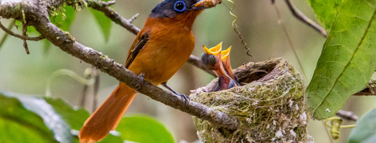 Découvrez Madagascar, une faune et flore endémique