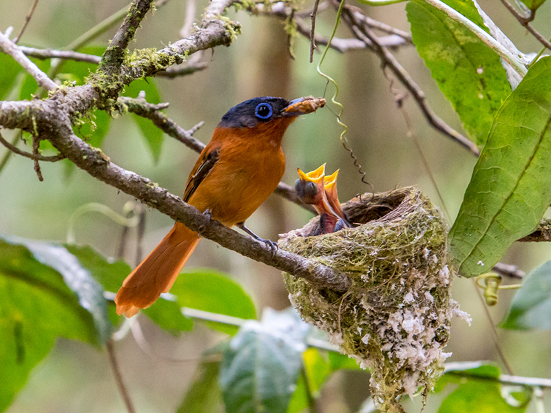 Oiseau dans son habitat naturel