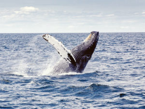 festival des baleines Sainte Marie