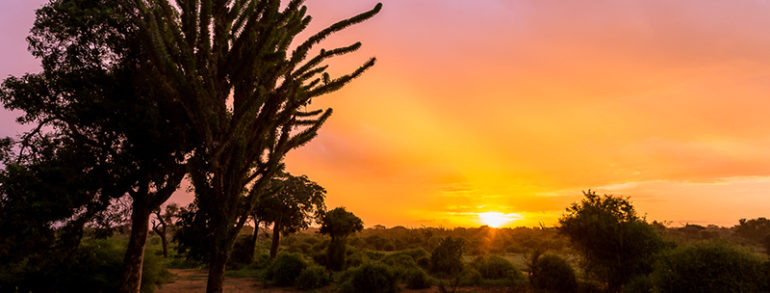 Madagascar, une destination intéressante pour un safari photo en nature et paysage