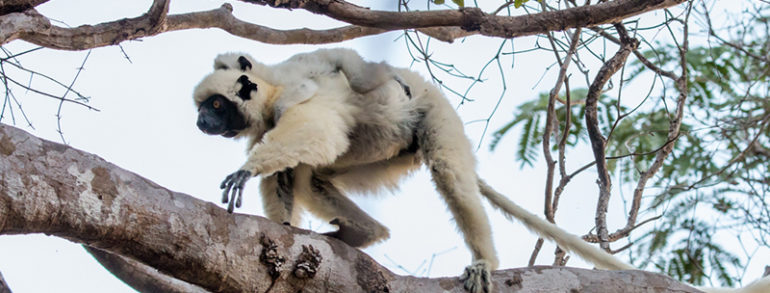 Le lémurien de Madagascar, une espèce emblématique à l’honneur d’un safari photo