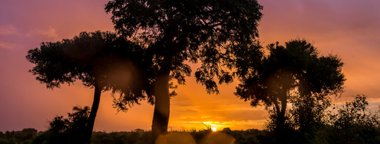 L’allée des Baobabs à Morondava, le site le plus photographié à Madagascar