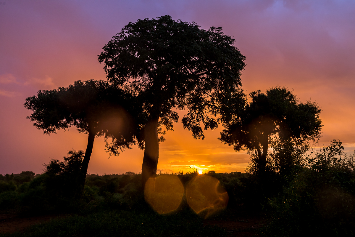 baobab de madagascar