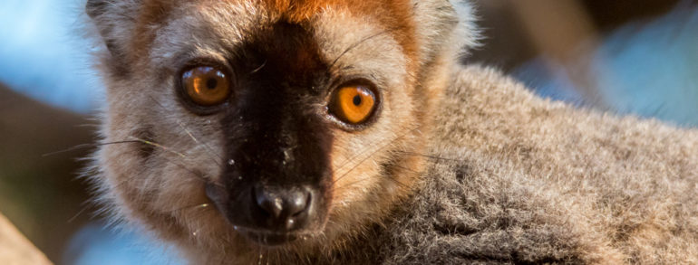 Les 8 meilleurs endroits pour voir des lémuriens à Madagascar