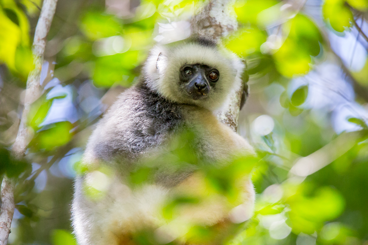 Lémuriens, animal emblématique de Madagascar