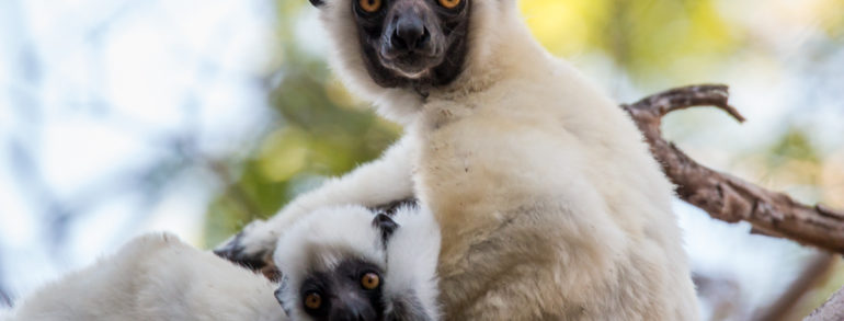 En savoir plus sur les animaux sauvages de Madagascar