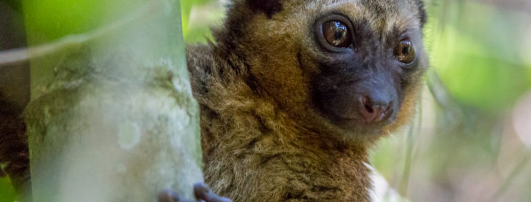 Visites de la faune sauvage à Madagascar: un guide sur certaines des espèces les plus rares au monde