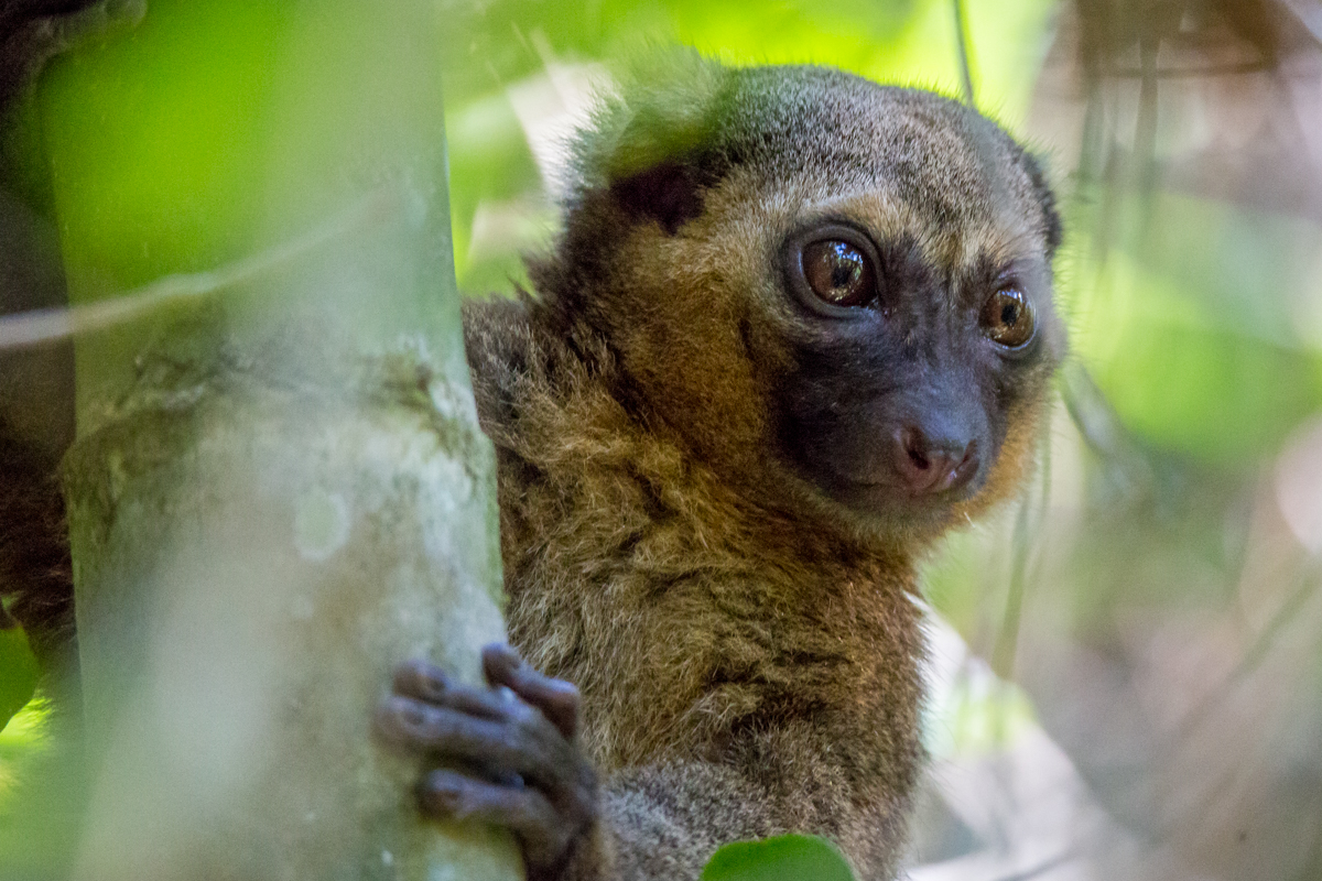 Lémuriens de Madagascar