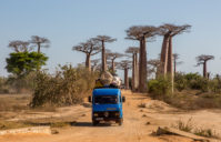 L’allée des Baobabs: découvrez le site le plus photographié à Madagascar