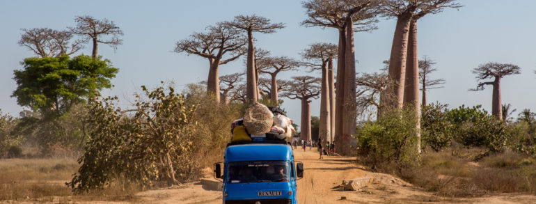 L’allée des Baobabs: découvrez le site le plus photographié à Madagascar