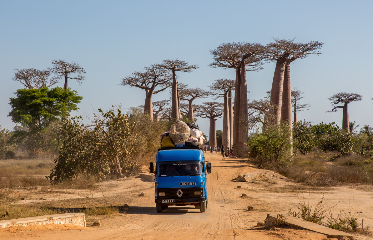 l'allée des baobab à Morondava Madagascar