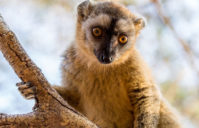 Pourquoi choisir Madagascar pour vos prochains voyages?