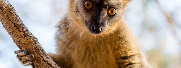 Pourquoi choisir Madagascar pour vos prochains voyages?