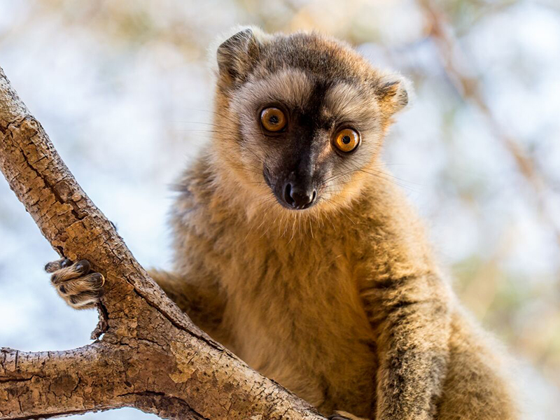lémurien de Madagascar