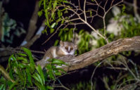 Les meilleurs parcs nationaux pour voir les lémuriens de Madagascar