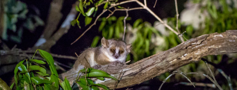 Les meilleurs parcs nationaux pour voir les lémuriens de Madagascar