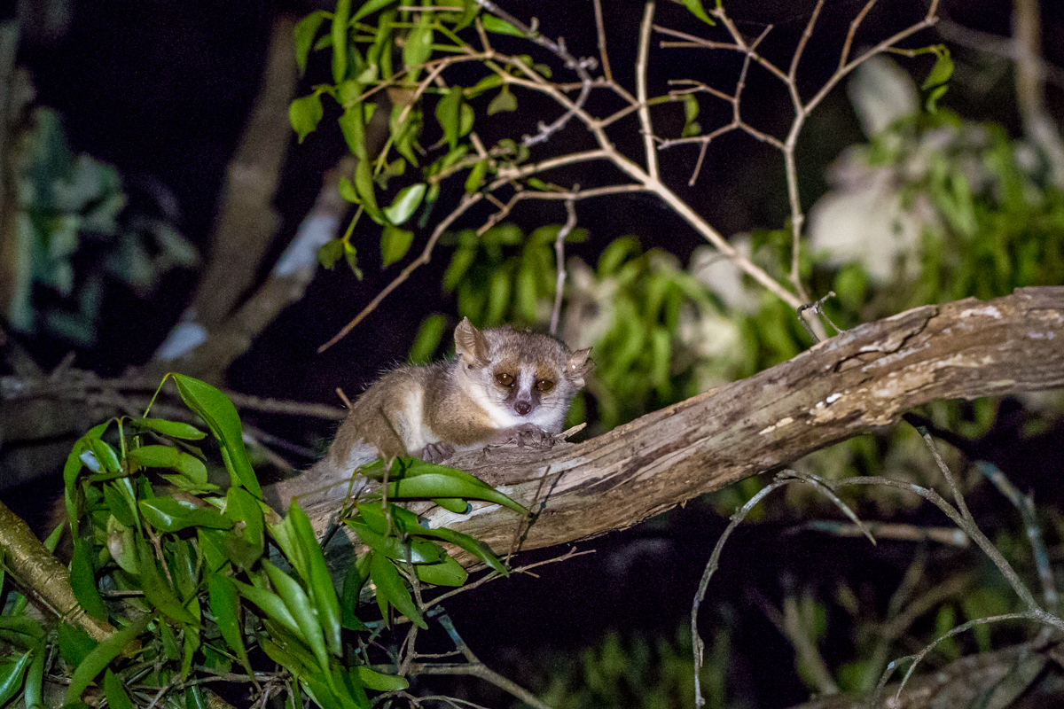 lémuriens de Madagascar